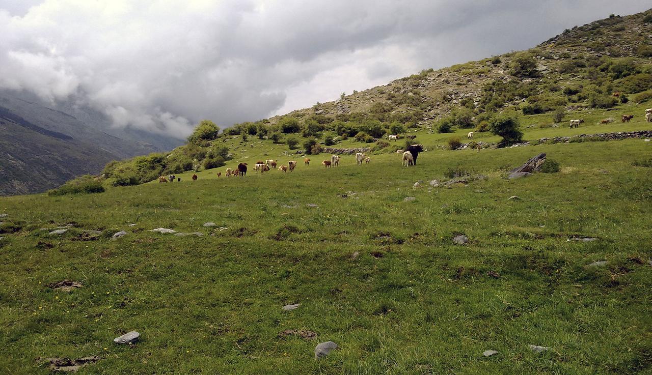 לינה וארוחת בוקר Trevélez Refugio Alpujarra Alta מראה חיצוני תמונה
