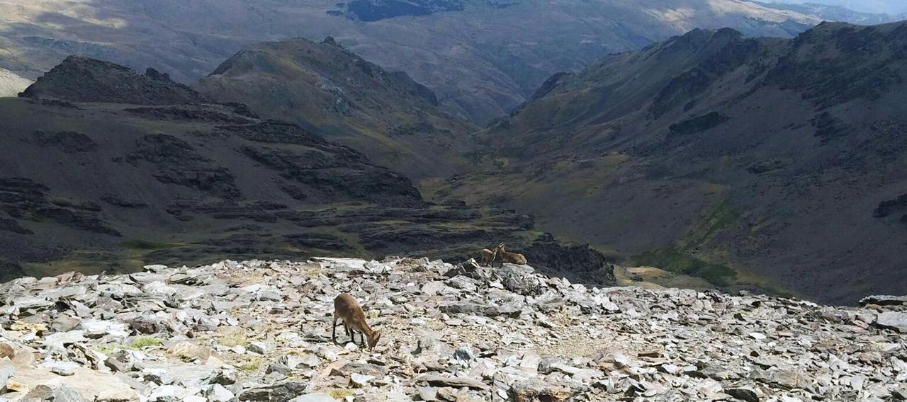 לינה וארוחת בוקר Trevélez Refugio Alpujarra Alta מראה חיצוני תמונה